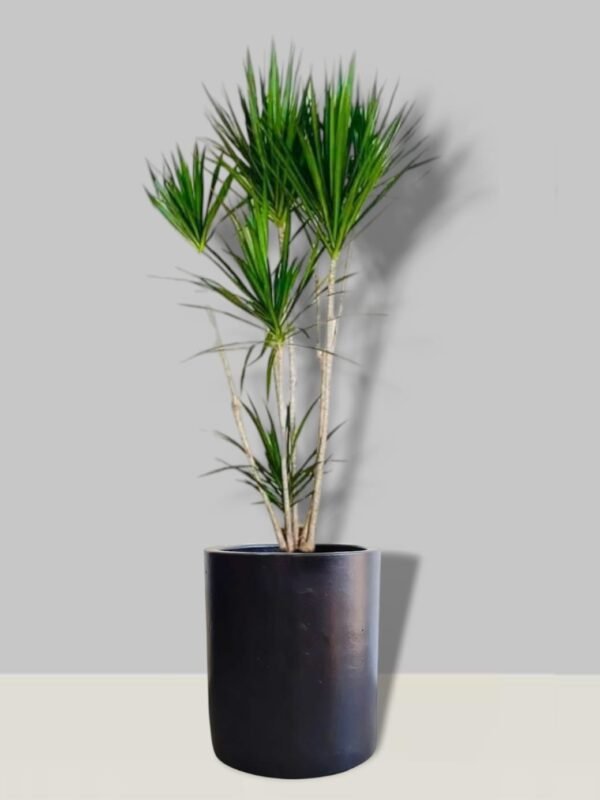 Dracena marginata