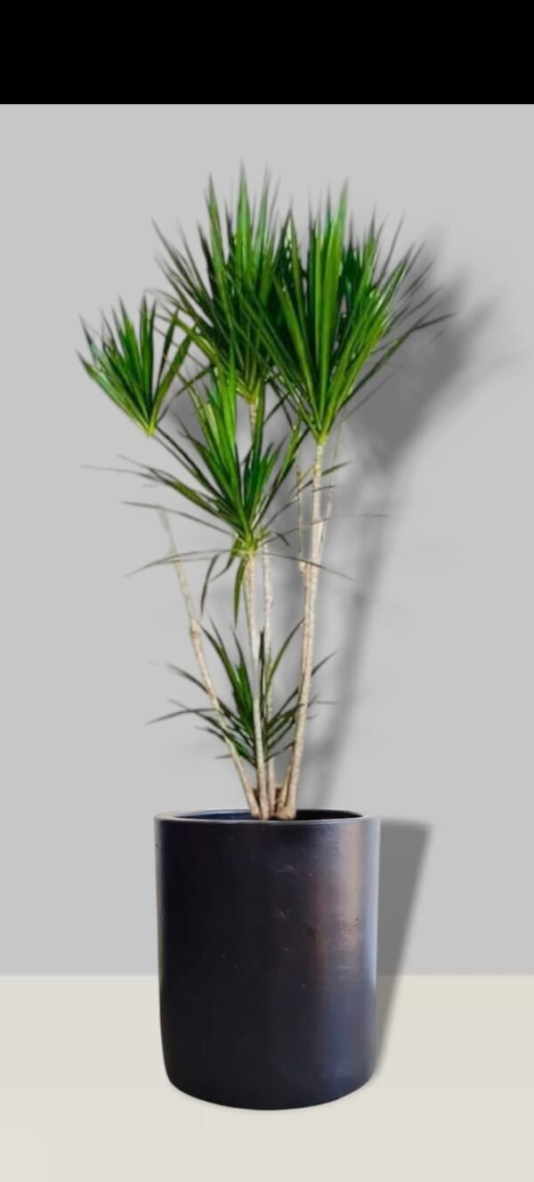 Dracena marginata