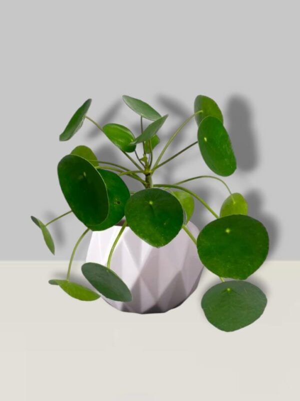 Pilea peperomoides