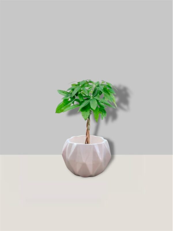 Pachira (árbol del dinero)