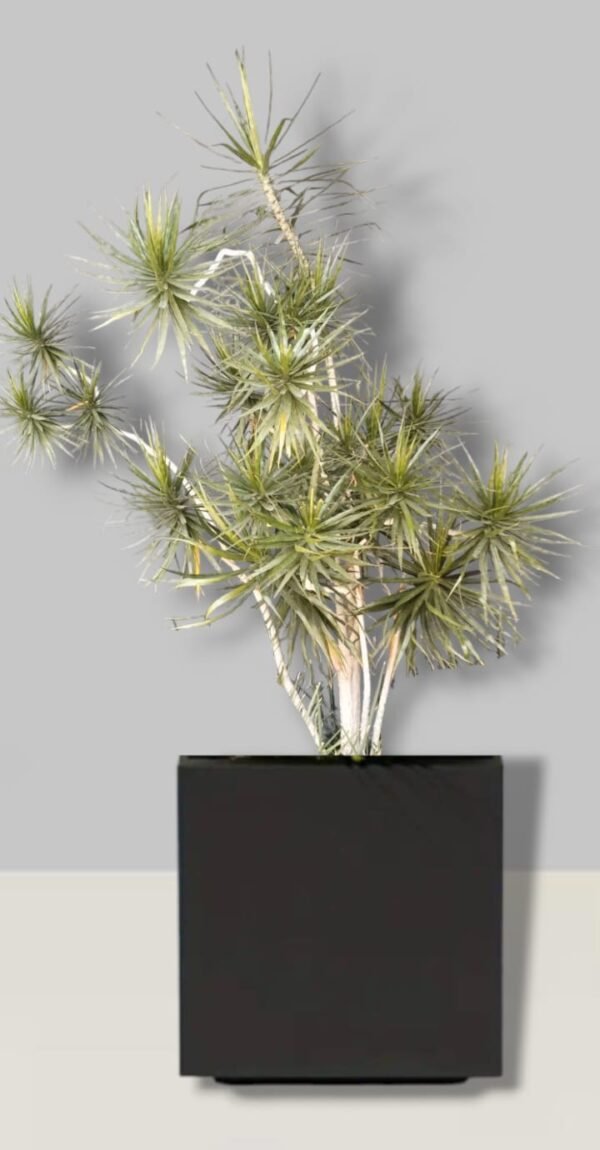 Marginata Premium