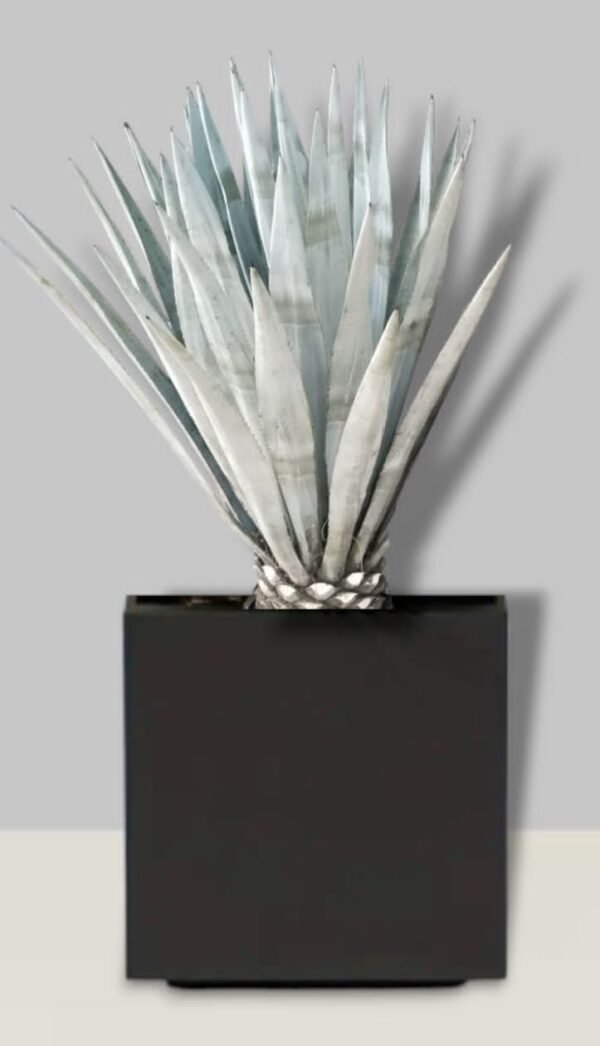 Agave azul