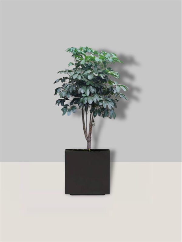 Aralia cheflera (Premium)
